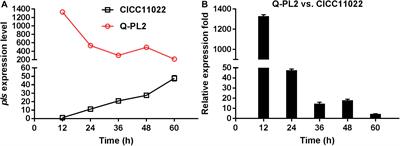 Enhanced ε-Poly-L-Lysine Production by the Synergistic Effect of ε-Poly-L-Lysine Synthetase Overexpression and Citrate in Streptomyces albulus